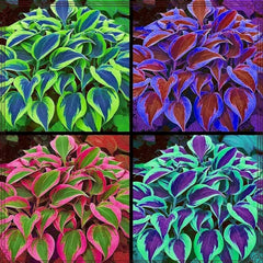 Generic hosta seeds for shade gardens — easy to plant in borders or containers.