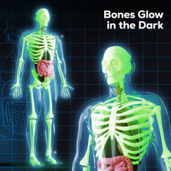 GobiDex glow in the dark bones enhance after dark learning