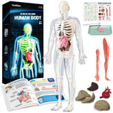 GobiDex skeleton model ready to assemble for hands on anatomy exploration