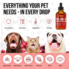 Golden Paw chien-plein-energie-joyeux, plaisir et bien-être lors des sorties.