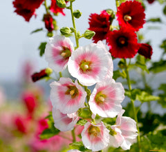 Graffiti GRDN hollyhock mix is drought-resistant and frost-tolerant