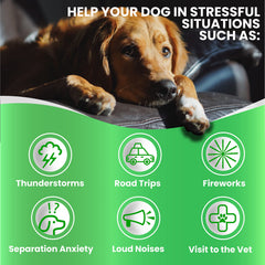 Grateful Pawz vet-formulated calming chews support gentle calm for all dogs.