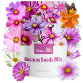 Groundio Cosmos Daydream mix blooms in sunny borders with vibrant color