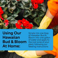 Grow More Hawaiian Bud and Bloom bloom closeup reveals color-rich flowers and lush petals