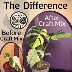 Grow Queen peat-free and perlite-free mix protects roots and reduces environmental impact.