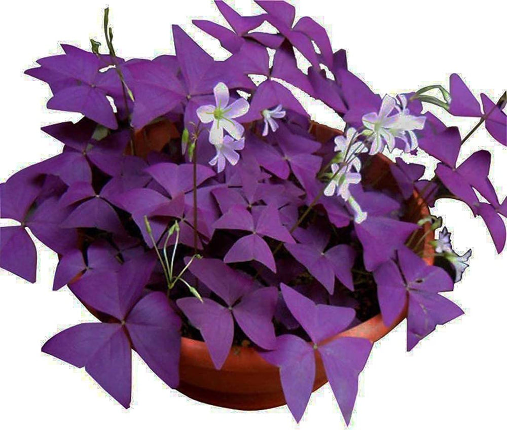 Hands DIY Oxalis Triangularis 10 bulbs ready for planting, adding vivid purple shamrocks to homes.
