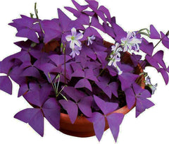 Hands DIY Oxalis Triangularis 10 bulbs ready for planting, adding vivid purple shamrocks to homes.