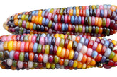 Harley Seeds Glass Gem corn kernel closeup showing jewel tones for ornamental and edible use.