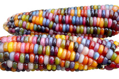 Harley Seeds Glass Gem corn kernel closeup showing jewel tones for ornamental and edible use.