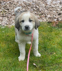 Hartz vitamine A pour chiots, développement des yeux.
