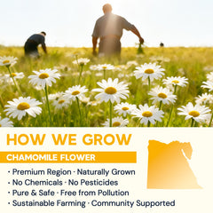 HIIHONE chamomile tea flavor delivering a mellow, floral taste with gentle sweetness.