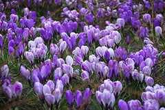 Hirt's Gardens Blue Moon Mix Crocus blooms brighten beds, borders, and containers