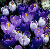 Hirt's Gardens Blue Moon Mix Crocus bulbs 8-9 cm ready to plant for early color