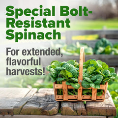 HOME GROWN Bloomsdale spinach hydroponic setup demonstrates year-round greens