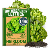 HOME GROWN Buttercrunch lettuce seeds bulk pack ready for abundant harvest potential.