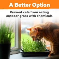 HOME GROWN cat grass seed mix sprouts highlighting lush early growth for playtime