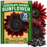 HOME GROWN Chocolate Cherry sunflowers with dark centers create a dramatic garden focal point