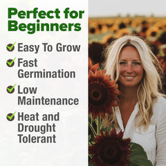 HOME GROWN flowers showcase multi-branched stems ideal for bold garden displays