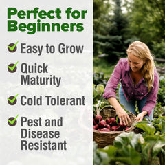HOME GROWN Detroit Dark Red Beet Seeds tender tops add greens to dishes.
