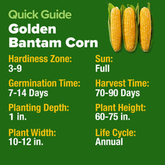 HOME GROWN Golden Bantam kernel close-up highlights sweet kernels
