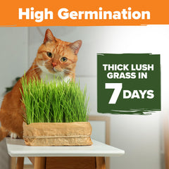 HOME GROWN indoor cat grass garden setup for year-round fresh greens.
