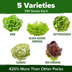 HOME GROWN Lettuce Seeds Red Romaine vibrant greens for wraps.