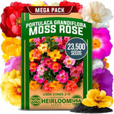 Home Grown Moss Rose bloom closeup in sunlight shows vibrant color