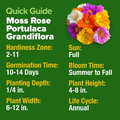 Home Grown Moss Rose full bed color demonstrates dramatic ground cover