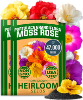 HOME GROWN moss rose blooms brighten sunny borders, low-maintenance ground cover
