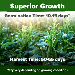 HOME GROWN okra seeds germination guide showing how to achieve steady sprouts