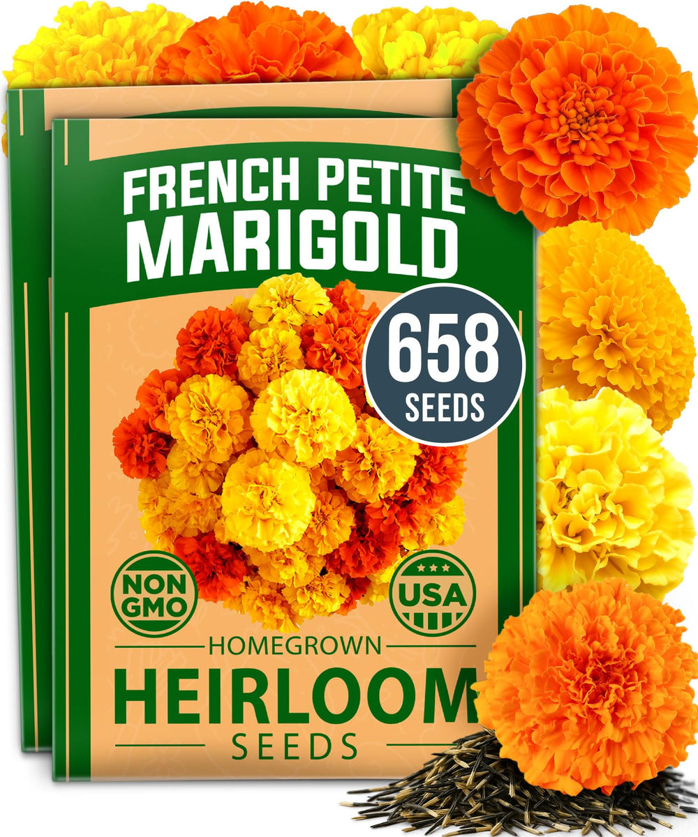 HOME GROWN petite French marigold seeds for sunny borders and containers, compact and versatile.