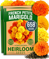 HOME GROWN petite French marigold seeds for sunny borders and containers, compact and versatile.