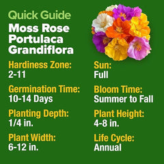 HOME GROWN Portulaca grandiflora thrives in sunlit beds for drought tolerance