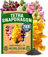 Home Grown Snapdragon Tetra seeds 0.3g pack, perfect for fresh border plantings and patio borders