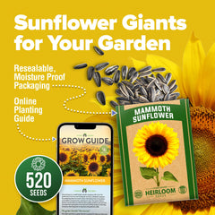 HOME GROWN sunflower seeds giant head 14 inches, ideal for dramatic garden focal points.