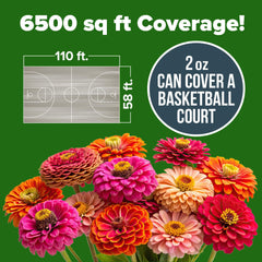 HOME GROWN zinnia California Giant Mix large double blooms provide bold focal points.