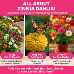 HOME GROWN Zinnia Dahlia seeds pack container display with heat-tolerant flowers for small patios