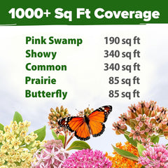 HOME GROWN Showy Milkweed clusters provide nectar and habitat for caterpillars.