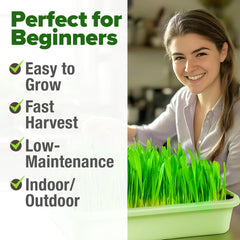 HOME GROWN Indoor tray with wheatgrass in progress for easy home growing.