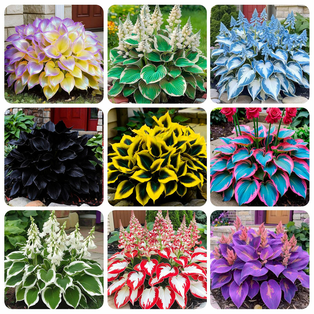 Hosta seeds close-up in packet showing mixed rare varieties for shade garden accents.