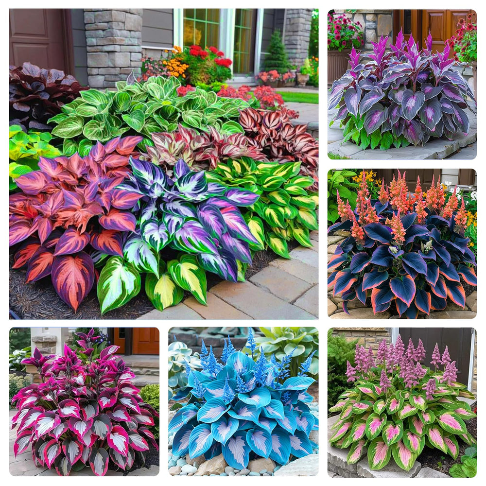 Hosta seeds mixed color packet close-up for shade-ready variety