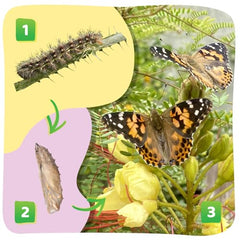 Insect Lore Chrys-A-Lid logs shown to simplify transfer and care.