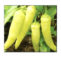 Instant Latch Sweet Banana Pepper seeds packaging for home gardening.