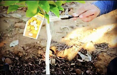Brush-on application of IV Organic 3-in-1 Plant Guard on branches