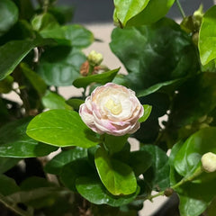 Double Jasminum Sambac seeds ready to sprout in warm zones 7–11.