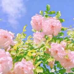Fragrant white blossoms on a trellis in bright sunshine.