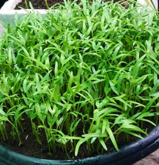 500+ kangkong seeds soaking before planting to boost germination readiness.