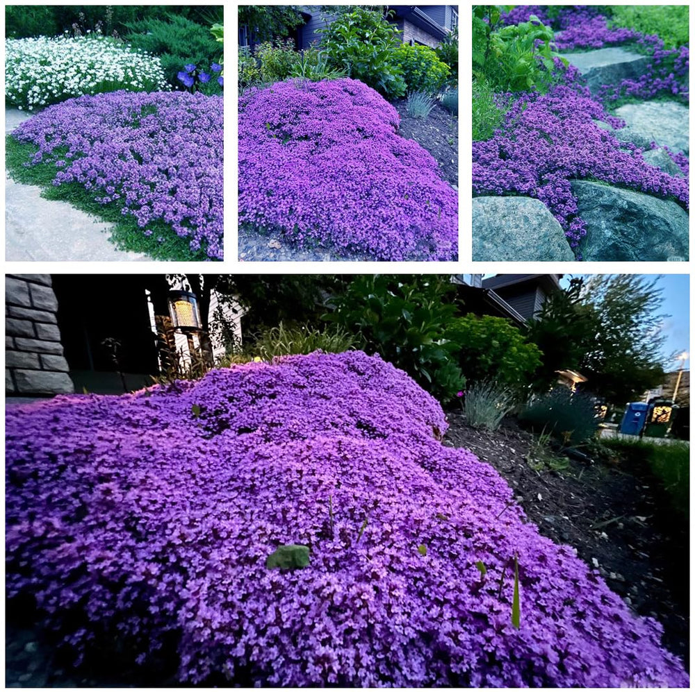 KCT GARDEN creeping thyme seeds form a purple-bloom ground cover with lasting color