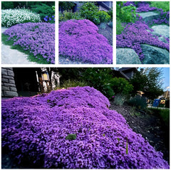 KCT GARDEN creeping thyme seeds form a purple-bloom ground cover with lasting color