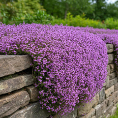 KCT GARDEN drought-tolerant thyme seeds suited for sunlit rock gardens